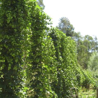Hops Rhizomes (Australia)