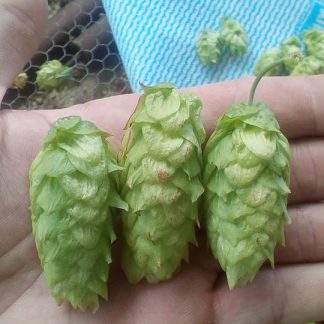 Columbus Hops Dried Flowers 200g (2020 Harvest)