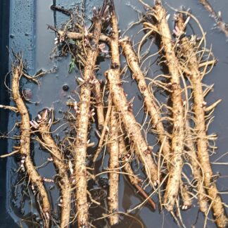 rhizomes
