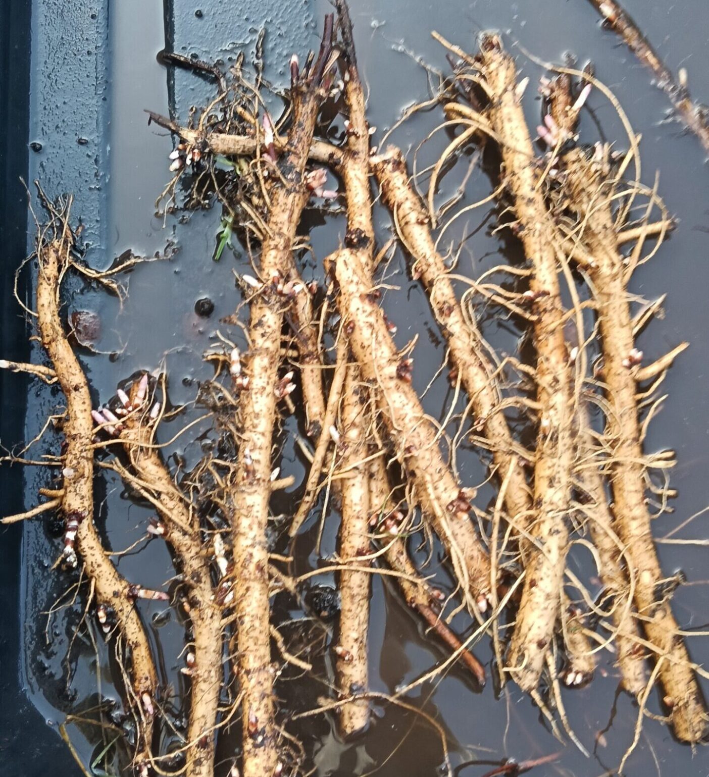 rhizomes